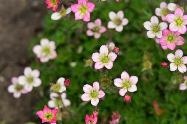 Bahçedeki güzel çiçekler