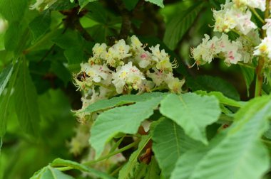 Çiçek açan kestane ağacıyla güzel bir bahar arkaplanı