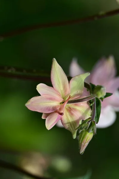 Vacker Botanisk Skott Naturliga Tapeter Blomma — Stockfoto