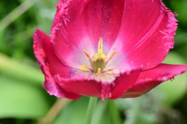 Hermosa Flor Tulipán Rosa Jardín — Foto de Stock