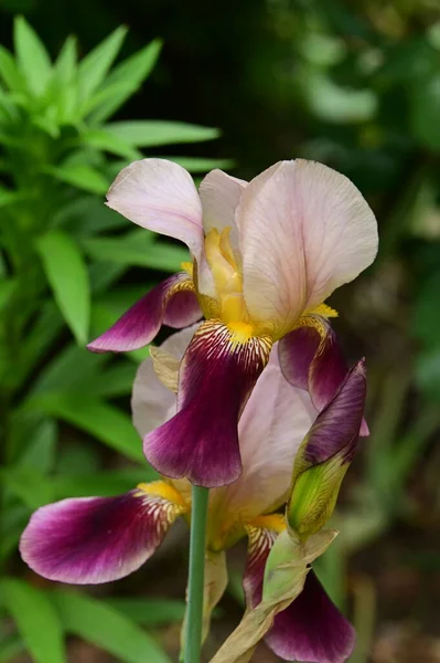 Beautiful Irises Growing Garden Spring — Stock Fotó