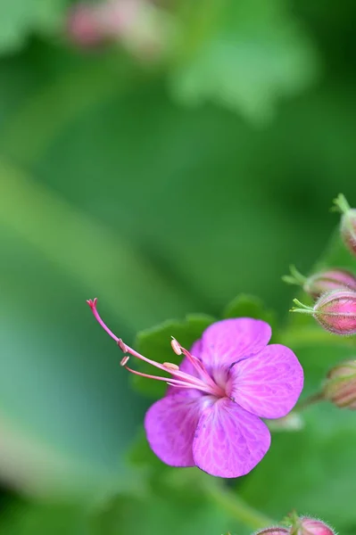 Bahçede Büyüyen Güzel Çiçekler — Stok fotoğraf