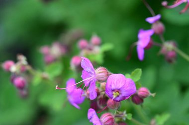 Bahçede büyüyen güzel çiçekler