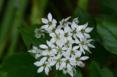 Bahçedeki güzel çiçek