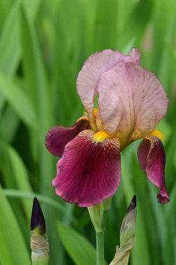 Bahçedeki güzel iris çiçeği