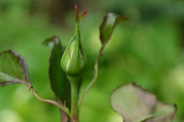 Bahçedeki güzel çiçek tomurcuğu