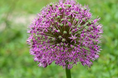 Bahçedeki güzel çiçek