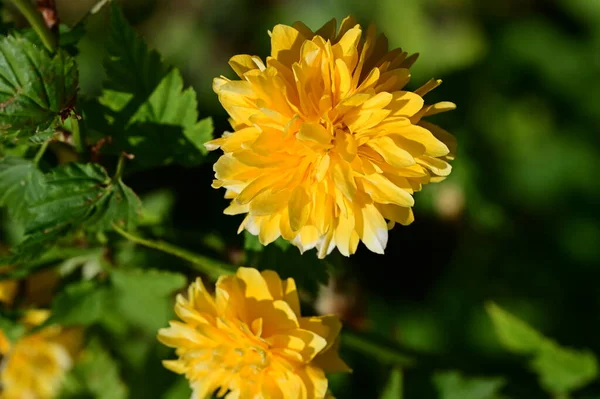 Krásné Květiny Rostoucí Zahradě — Stock fotografie