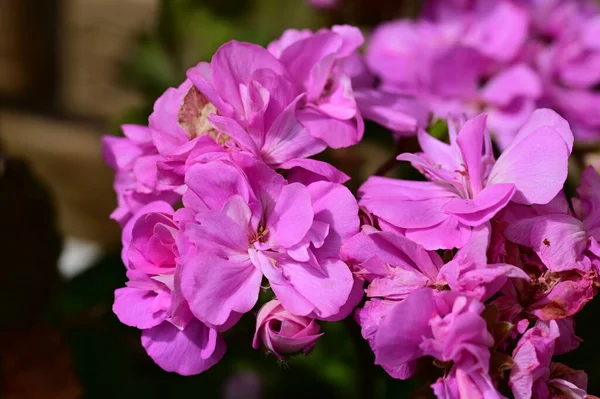 정원에는 아름다운 꽃들이 — 스톡 사진
