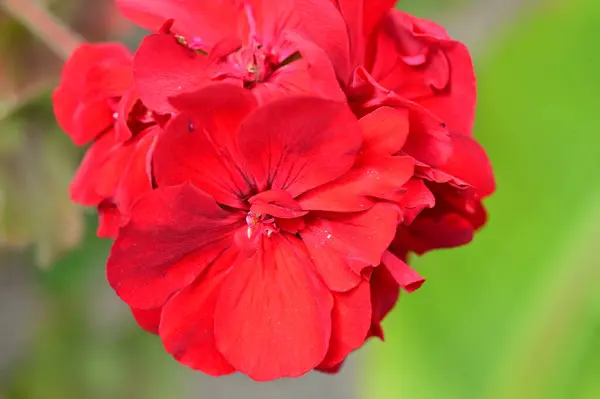 stock image beautiful  flower in the garden