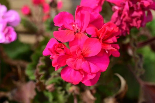 Красивые Цветы Растущие Саду — стоковое фото