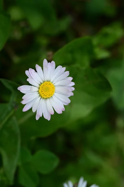Schöne Blume Garten — Stockfoto