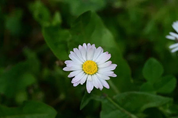 Gyönyörű Virág Kertben — Stock Fotó