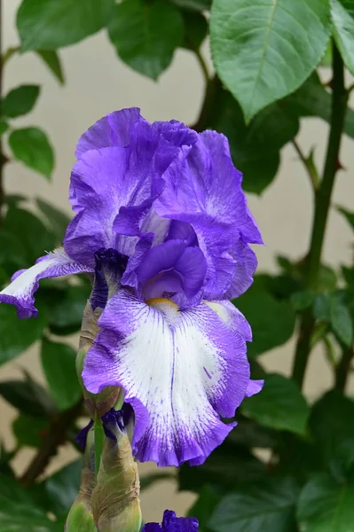 Hermosa Flor Iris Jardín — Foto de Stock