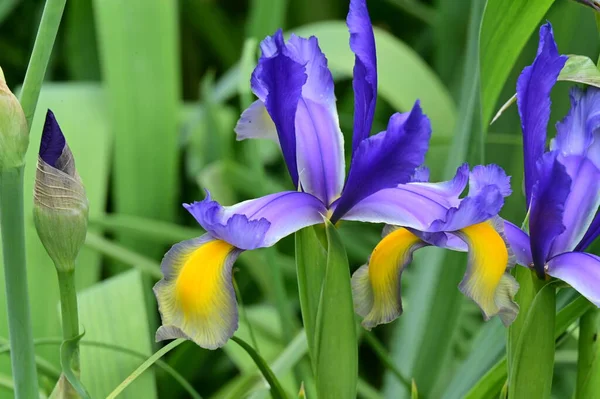 Bahçedeki Güzel Iris Çiçekleri — Stok fotoğraf