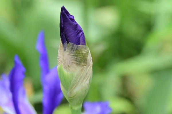 Bahçedeki Güzel Iris Çiçeği — Stok fotoğraf