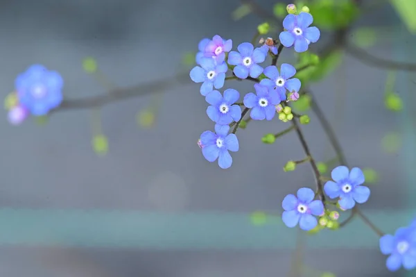 Hermosas Flores Que Crecen Jardín — Foto de Stock