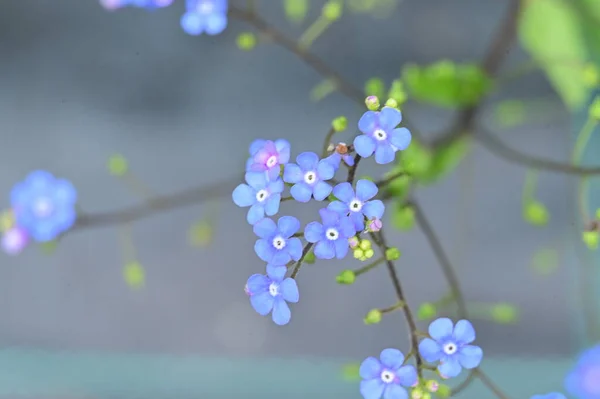 Beautiful Flowers Growing Garden — Stock Photo, Image
