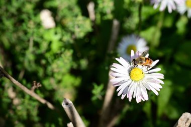 Bahçedeki beyaz ve sarı çiçekte oturan arı.