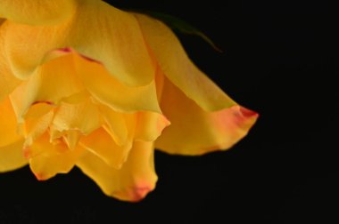 Siyah arkaplanda güzel sarı bir gül