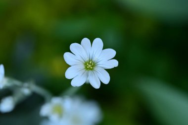 Bahçede büyüyen güzel çiçekler