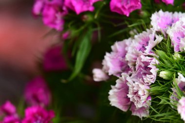 Bahçede büyüyen güzel çiçekler