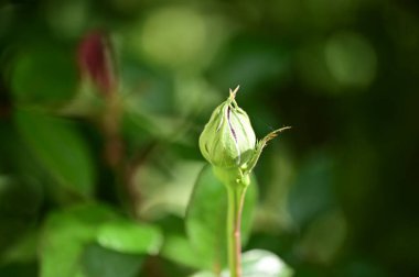 Bahçedeki güzel çiçek tomurcuğu