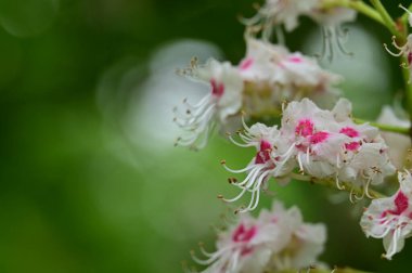 Çiçek açan kestane ağacıyla güzel bir bahar arkaplanı
