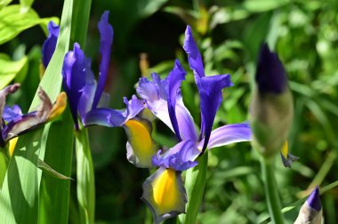 Bahçede büyüyen güzel çiçekler