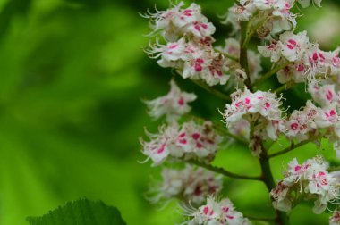 Çiçek açan kestane ağacıyla güzel bir bahar arkaplanı