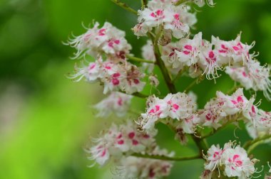 Çiçek açan kestane ağacıyla güzel bir bahar arkaplanı