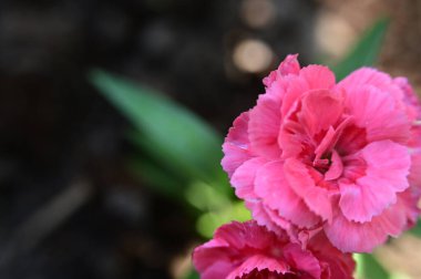 Bahçede büyüyen güzel çiçekler