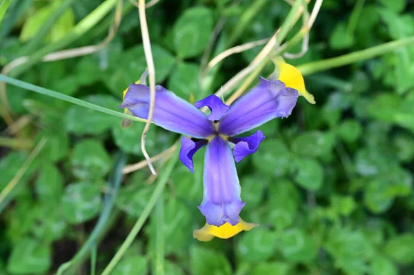 Piękny Kwiat Tęczówki Ogrodzie — Zdjęcie stockowe
