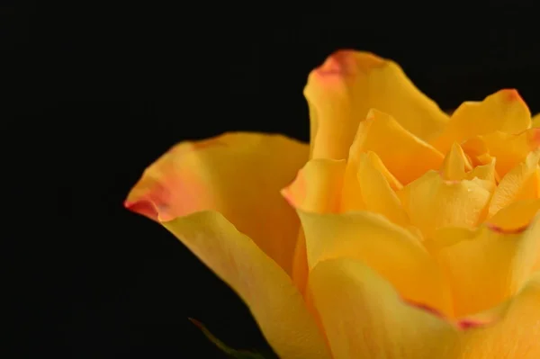 Piękna Żółta Róża Czarnym Tle — Zdjęcie stockowe