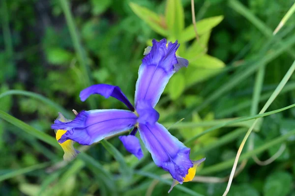 Beautiful Iris Flower Garden — Stock Photo, Image