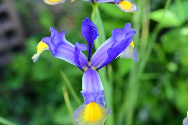 Belle Fleur Iris Dans Jardin — Photo