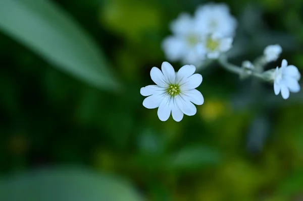 Красиві Квіти Ростуть Саду — стокове фото