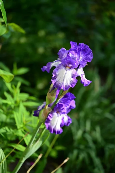 Piękne Kwiaty Tęczówki Ogrodzie — Zdjęcie stockowe