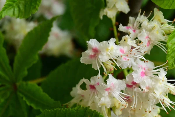 stock image beautiful spring background with blooming chestnut tree