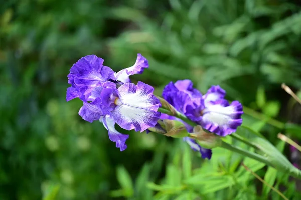 Όμορφα Λουλούδια Ίριδας Στον Κήπο — Φωτογραφία Αρχείου