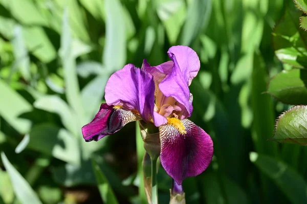 Hermosa Flor Iris Jardín —  Fotos de Stock