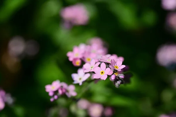 stock image beautiful flowers growing  in the garden