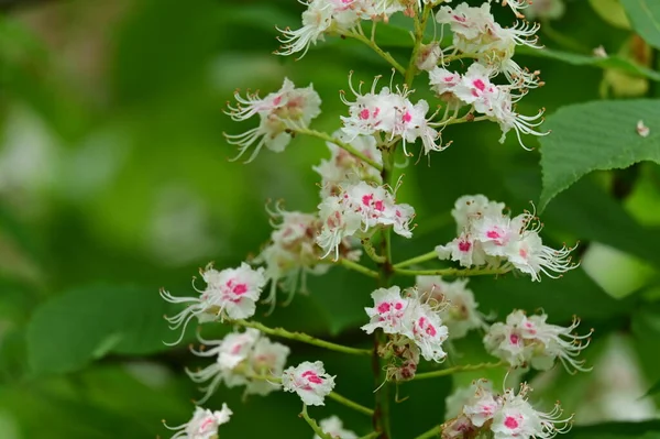 stock image beautiful spring background with blooming chestnut tree