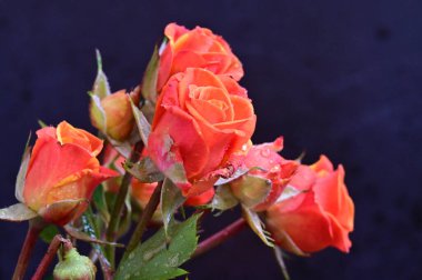 Siyah arka planda güzel güller