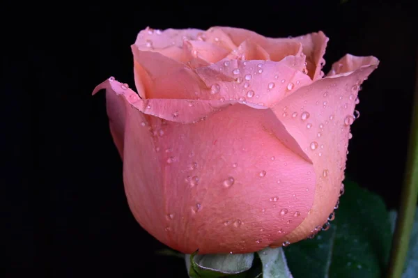 黑色背景的美丽玫瑰 — 图库照片
