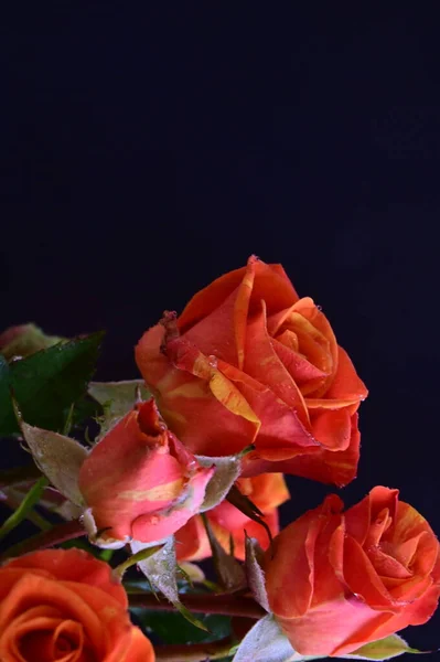 Όμορφα Τριαντάφυλλα Μαύρο Φόντο — Φωτογραφία Αρχείου