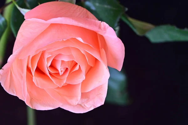 Hermosa Rosa Sobre Fondo Negro — Foto de Stock