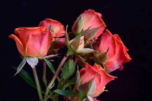 Hermosas Rosas Sobre Fondo Negro — Foto de Stock