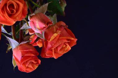 Siyah arka planda güzel güller