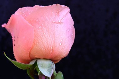 Siyah arkaplanda güzel bir gül